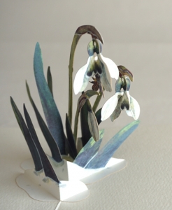 Snow Drop from my artist Book "Beggining of the Blooming Season"